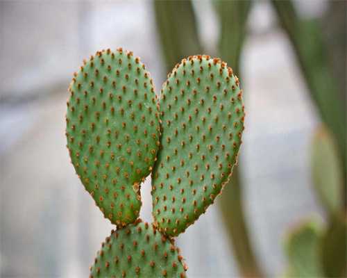 沈阳买卵子多少钱,在沈阳试管保胎一般多久才稳定！沈阳试管成功率排行！