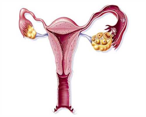 最佳代怀网-月经是排卵第十四天来吗